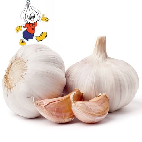 fresh normal white _ pure white garlic from China